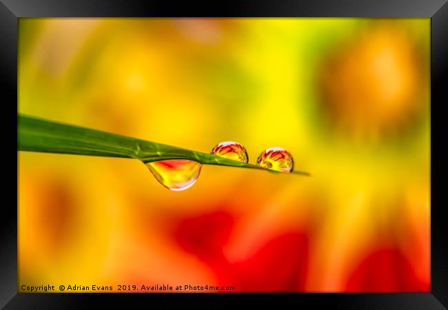 Flower In Water Droplet Framed Print by Adrian Evans