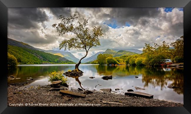 Padarn lake Tree Llanberis  Framed Print by Adrian Evans
