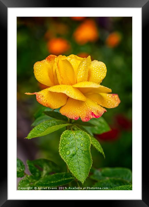 Garden Rose Framed Mounted Print by Adrian Evans
