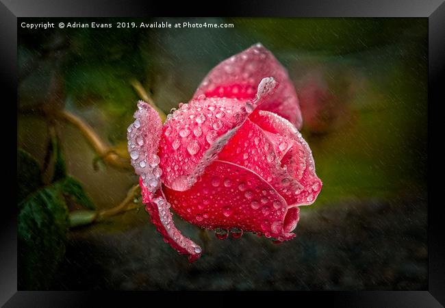 Rain Drops On A Pink Rose Framed Print by Adrian Evans