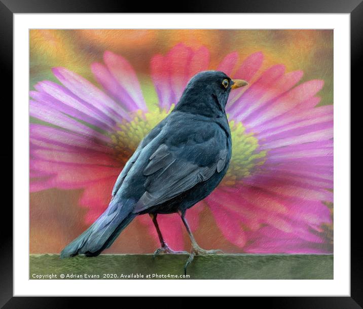 Blackbird And A Flower Art Framed Mounted Print by Adrian Evans