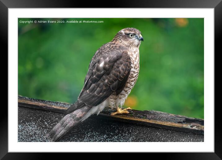 Sparrowhawk  Framed Mounted Print by Adrian Evans