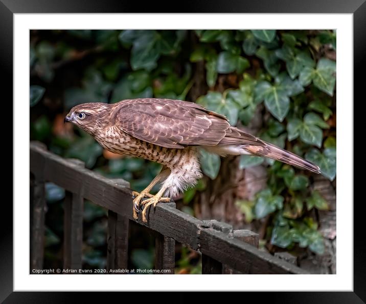 Sparrowhawk UK Framed Mounted Print by Adrian Evans