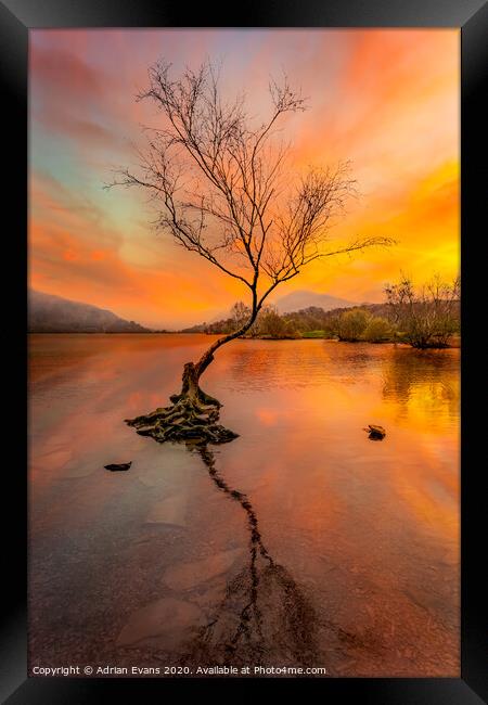 Llanberis Lake Lone Tree Snowdonia Framed Print by Adrian Evans