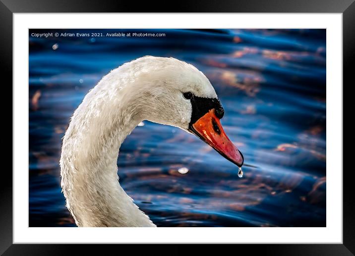 White Swan Framed Mounted Print by Adrian Evans