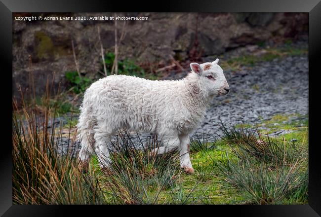 Welsh lamb Framed Print by Adrian Evans