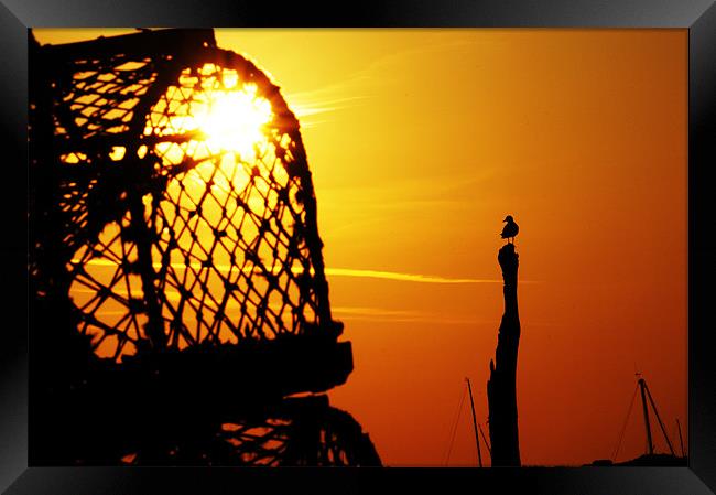 Looking for lobsters at sunset! Framed Print by Gary Pearson