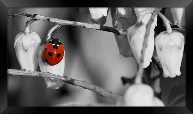 Ladybird selective colour Framed Print by Gary Pearson