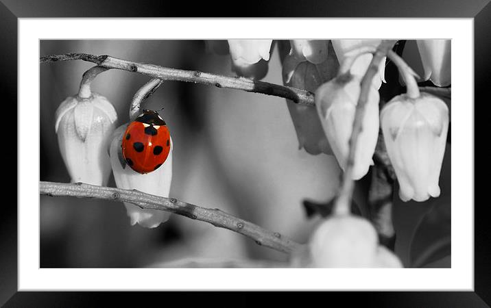 Ladybird selective colour Framed Mounted Print by Gary Pearson