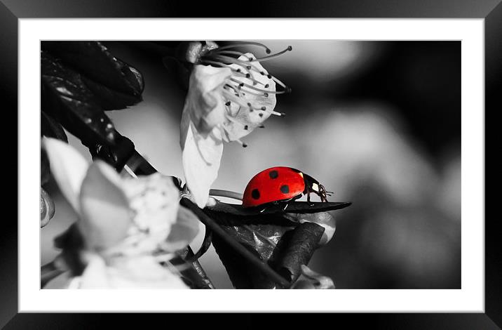 Ladybird on blossom Framed Mounted Print by Gary Pearson