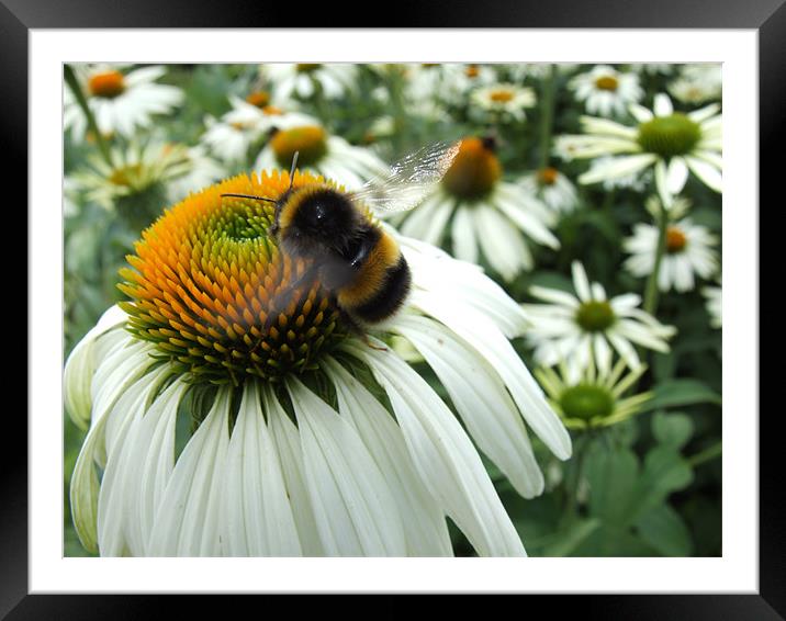 Busy bee Framed Mounted Print by Gary Pearson