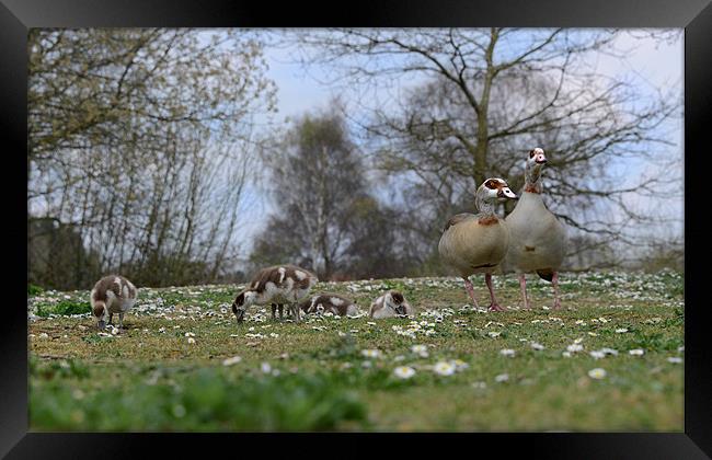 Meet the family! Framed Print by Gary Pearson