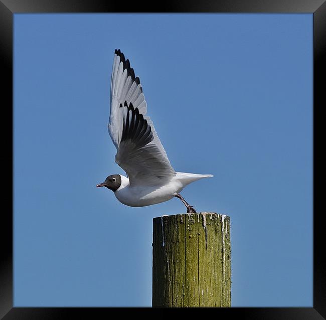 Take off! Framed Print by Gary Pearson