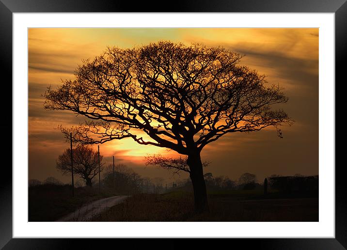 Setting behind the naked trees Framed Mounted Print by Gary Pearson