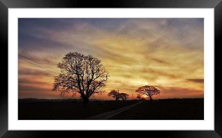 The horse tree! Framed Mounted Print by Gary Pearson