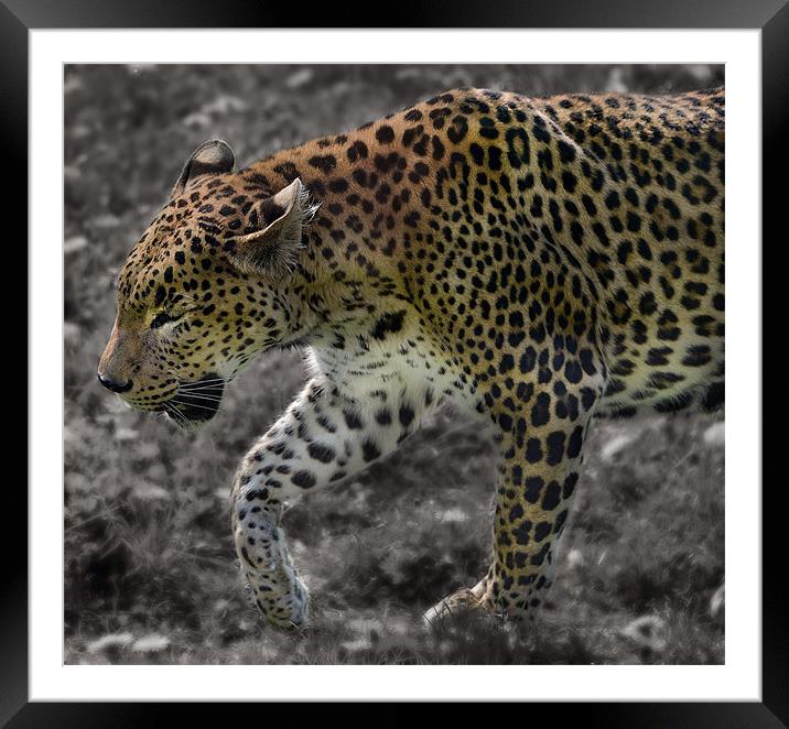 Leopard selective colour edit Framed Mounted Print by Gary Pearson
