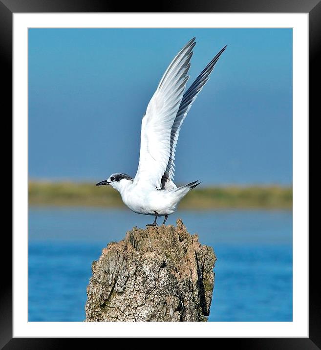 Sandwich Tern stretching its wings Framed Mounted Print by Gary Pearson