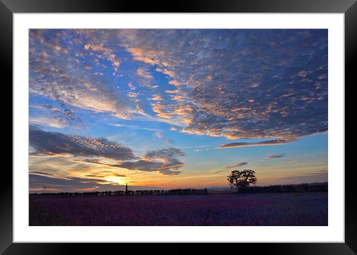 Sunset over a field of flowers Framed Mounted Print by Gary Pearson