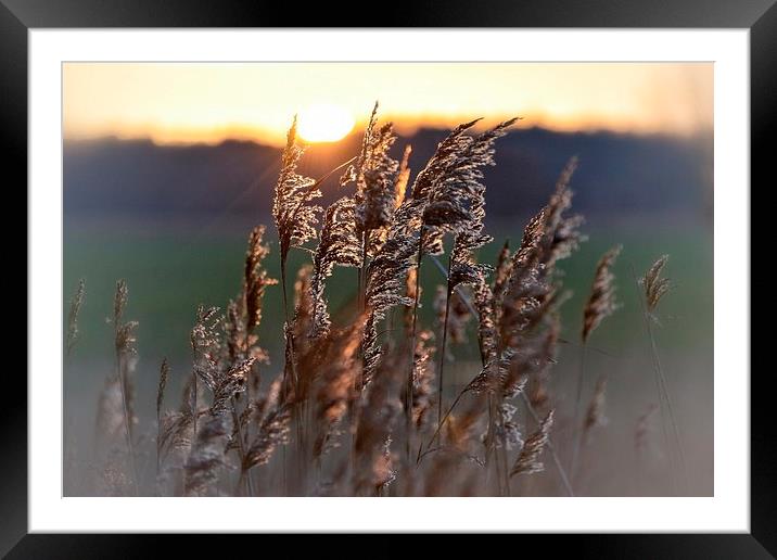 Sunset through the reeds Framed Mounted Print by Gary Pearson