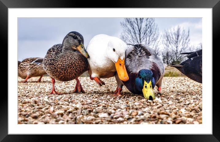On your marks...... Framed Mounted Print by Gary Pearson