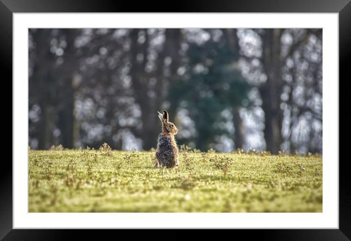 An elderly hare basking in the sunshine.  Framed Mounted Print by Gary Pearson