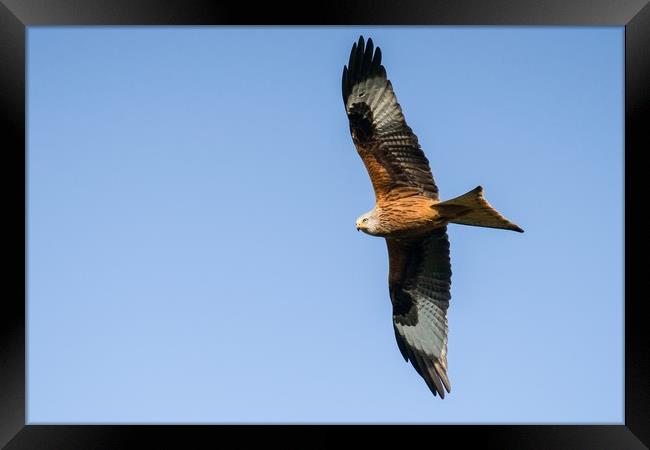 A red kite in search of a meal Framed Print by Gary Pearson