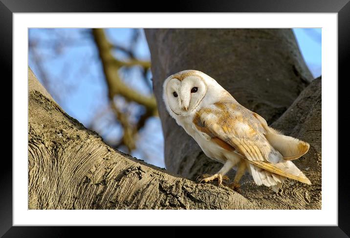 Barn owl surveying the countryside  Framed Mounted Print by Gary Pearson