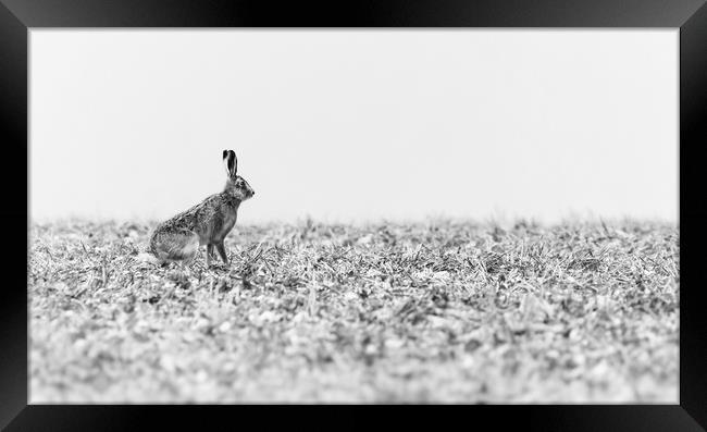 Hare black and white Framed Print by Gary Pearson