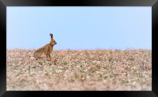 Resting hare  Framed Print by Gary Pearson