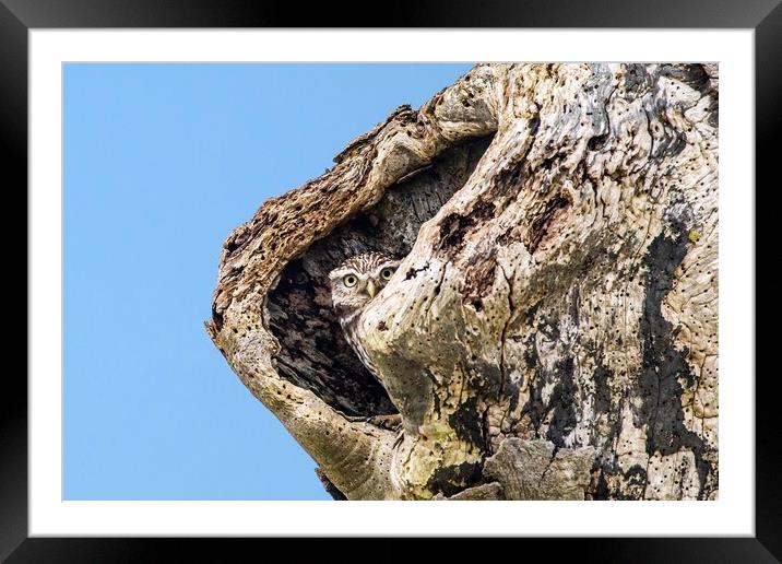 Little owl - Athene noctua Framed Mounted Print by Gary Pearson