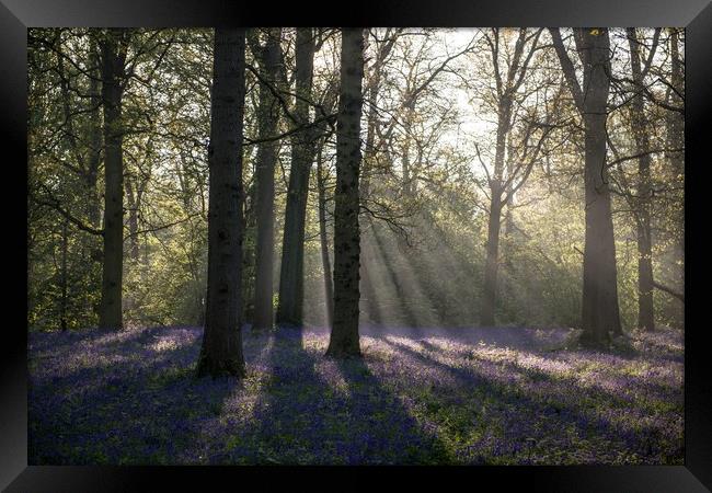 Dawn in the bluebell woods 1 Framed Print by Gary Pearson