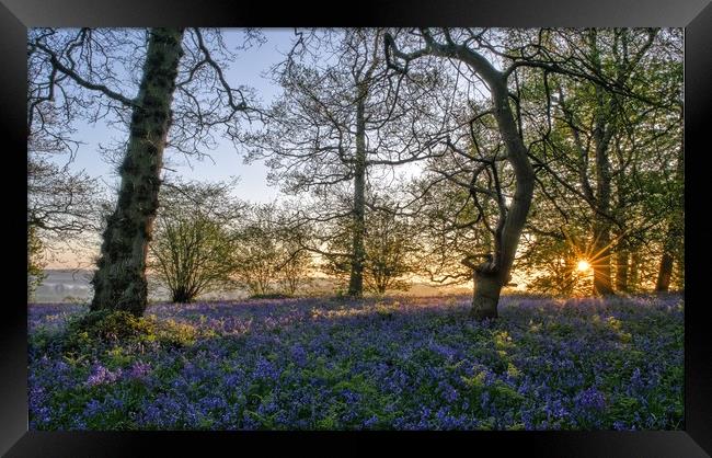 Dawn in the bluebell woods 3 Framed Print by Gary Pearson