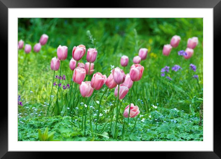 Pink Tulips 1  Framed Mounted Print by Gary Pearson