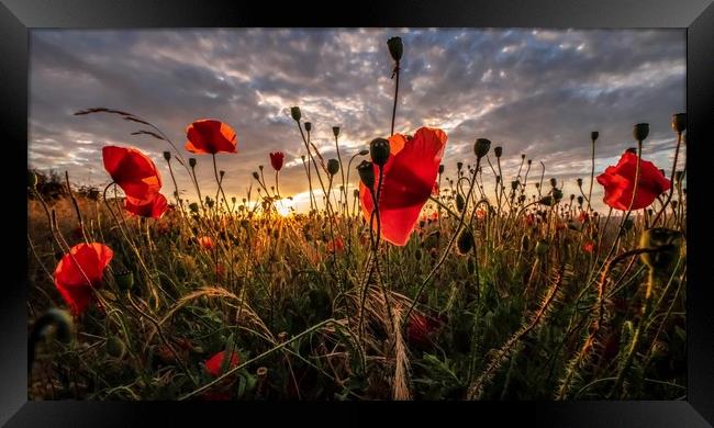 Poppies at sunset Framed Print by Gary Pearson