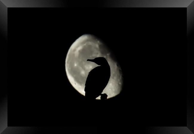 Moonrise behind a sleeping cormorant  Framed Print by Gary Pearson