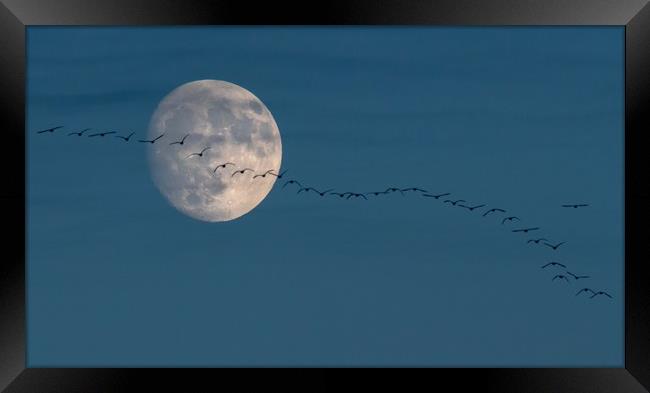 The moon and the geese Framed Print by Gary Pearson