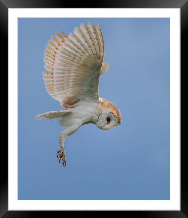 Hunting Barn Owl Framed Mounted Print by Gary Pearson