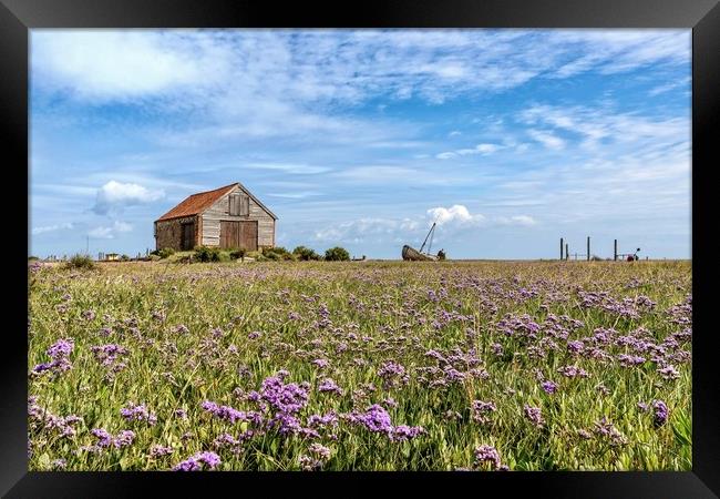 Sea lavender surrounding the old coal barn Framed Print by Gary Pearson
