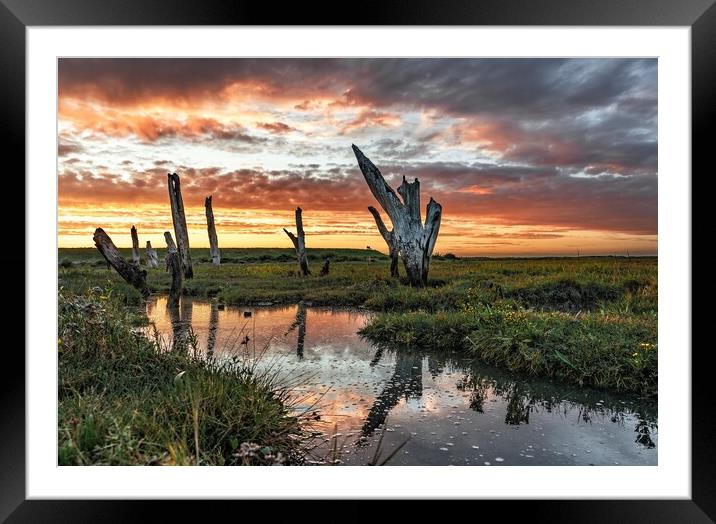 Sunset colours over the Thornham stumps  Framed Mounted Print by Gary Pearson