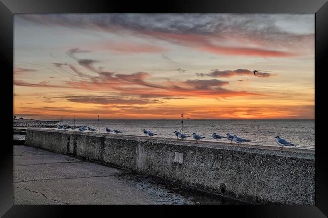 Seagulls at sunset Framed Print by Gary Pearson