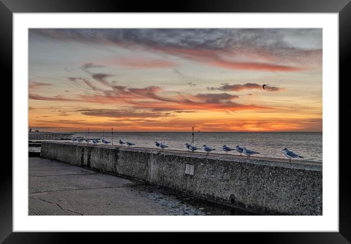 Seagulls at sunset Framed Mounted Print by Gary Pearson