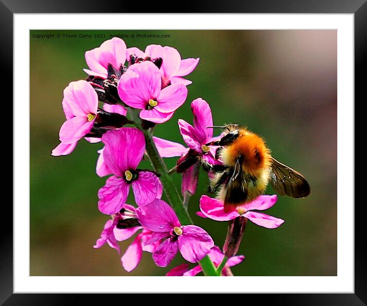 Bee - 01 Framed Mounted Print by Trevor Camp