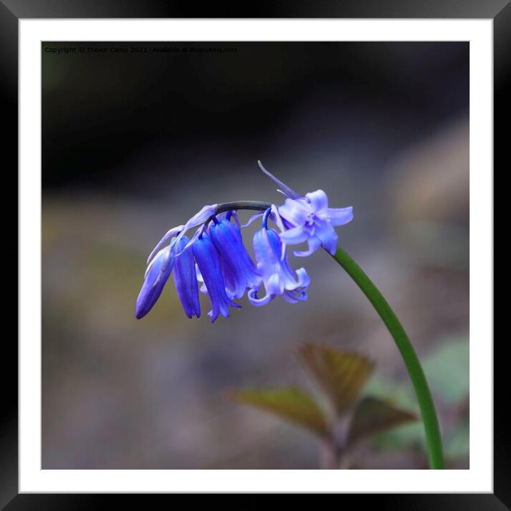 The Solitary Bluebell Framed Mounted Print by Trevor Camp