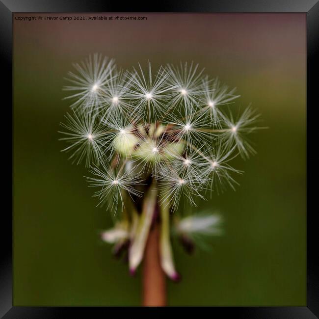 Dandelion Clock 01 Framed Print by Trevor Camp