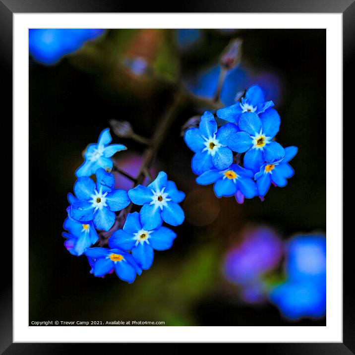 Delicate Beauty Framed Mounted Print by Trevor Camp