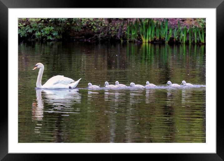 Graceful Swan and Her Adorable Cygnets Framed Mounted Print by Trevor Camp