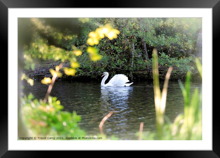 The Swan Framed Mounted Print by Trevor Camp