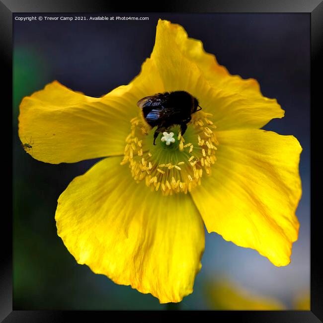 Yellow Poppy Bee Framed Print by Trevor Camp