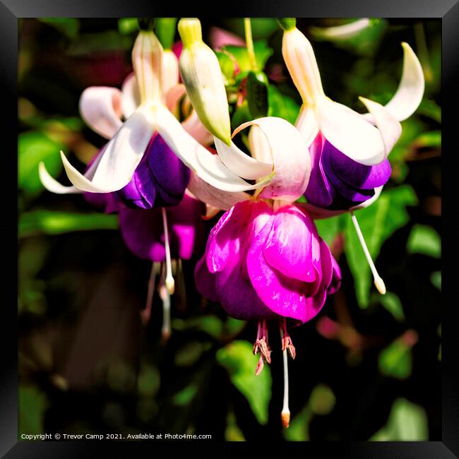 The Purple Fuchsia Framed Print by Trevor Camp