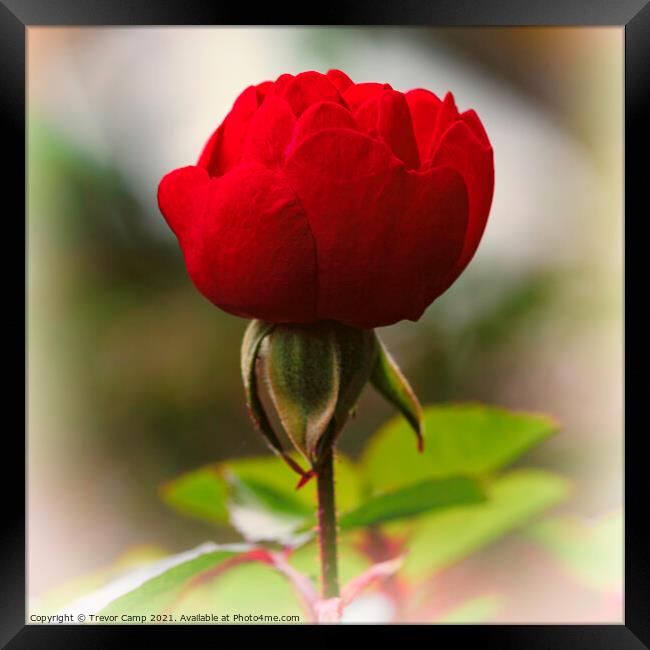 Single Red Rose Framed Print by Trevor Camp